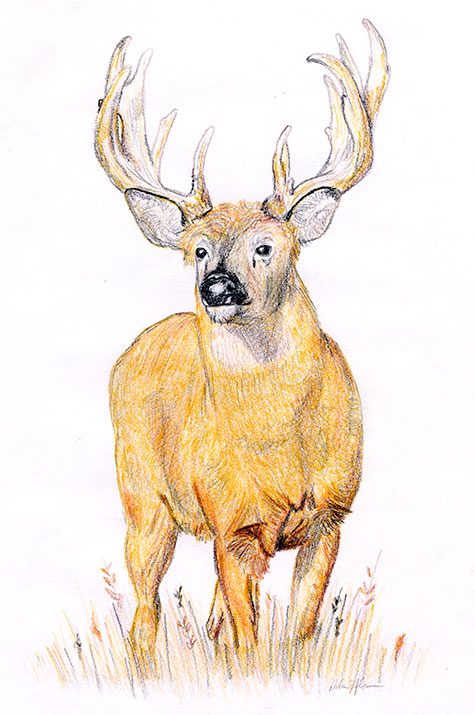 mule deer